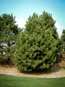 Сосна Чёрная (Pinus Nigra) купить по цене от 270.00р. в интернет-магазине «Посадика» с доставкой почтой в в Новоалтайске и по всей России – [изображение №1].