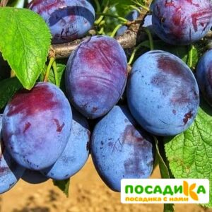 Слива Чачакская ранняя купить по цене от 229.00р. в интернет-магазине «Посадика» с доставкой почтой в в Новоалтайске и по всей России – [изображение №1].