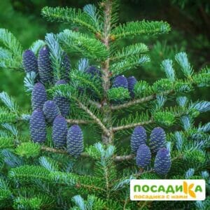 Пихта корейская (Abies koreana) купить по цене от 450.00р. в интернет-магазине «Посадика» с доставкой почтой в в Новоалтайске и по всей России – [изображение №1].