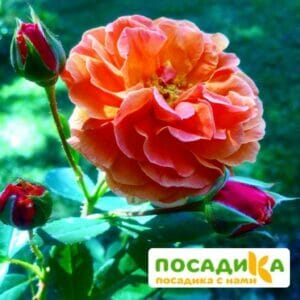 Роза Арабия купить по цене от 350.00р. в интернет-магазине «Посадика» с доставкой почтой в в Новоалтайске и по всей России – [изображение №1].