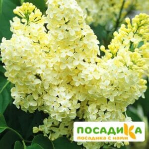 Сирень Примроуз (Primrose) купить по цене от 529.00р. в интернет-магазине «Посадика» с доставкой почтой в в Новоалтайске и по всей России – [изображение №1].