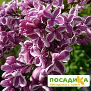 Сирень Сенсация купить по цене от 529.00р. в интернет-магазине «Посадика» с доставкой почтой в в Новоалтайске и по всей России – [изображение №1].