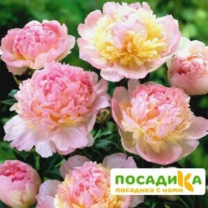 Пион Распберри Сандей (Paeonia Raspberry Sundae) купить по цене от 959р. в интернет-магазине «Посадика» с доставкой почтой в в Новоалтайске и по всей России – [изображение №1].