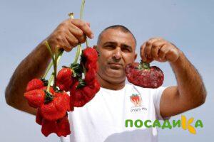 Клубника Гигант Джорнея купить по цене от 266р. в интернет-магазине «Посадика» с доставкой почтой в в Новоалтайске и по всей России – [изображение №1].
