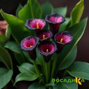Калла Аура Лейс купить по цене от 400р. в интернет-магазине «Посадика» с доставкой почтой в в Новоалтайске и по всей России – [изображение №1].