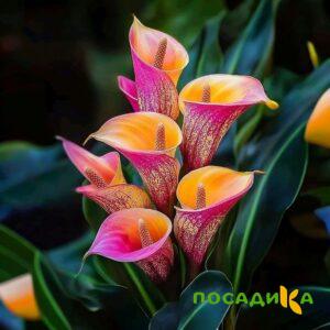 Калла Оникс купить по цене от 450р. в интернет-магазине «Посадика» с доставкой почтой в в Новоалтайске и по всей России – [изображение №1].