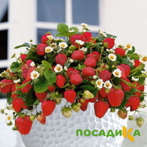 Клубника Рубиновый Шепот (горшечная) купить по цене от 240р. в интернет-магазине «Посадика» с доставкой почтой в в Новоалтайске и по всей России – [изображение №1].