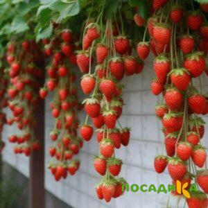 Клубника вьющаяся Комплимент купить по цене от 470р. в интернет-магазине «Посадика» с доставкой почтой в в Новоалтайске и по всей России – [изображение №1].