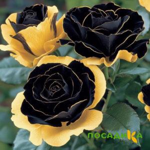 Роза Ханни Сикл купить по цене от 700р. в интернет-магазине «Посадика» с доставкой почтой в в Новоалтайске и по всей России – [изображение №1].