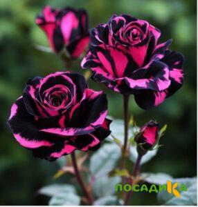 Роза Багровый Шепот купить по цене от 366р. в интернет-магазине «Посадика» с доставкой почтой в в Новоалтайске и по всей России – [изображение №1].