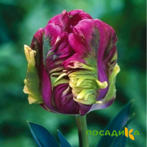 Тюльпан Экзотик Хэвен купить по цене от 186р. в интернет-магазине «Посадика» с доставкой почтой в в Новоалтайске и по всей России – [изображение №1].